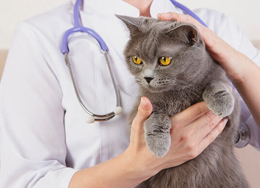 Стерилизация кошек: в каком возрасте и стоит это делать?