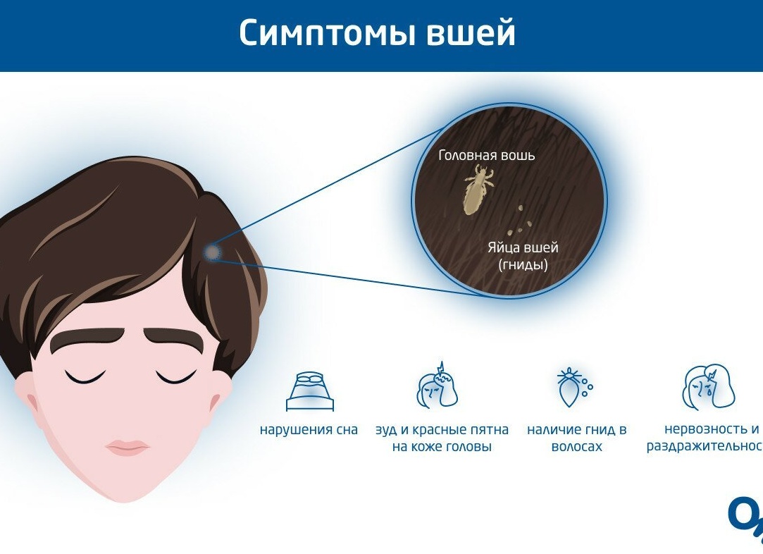 Как выглядят вши, быстрое лечение ребенка и взрослого
