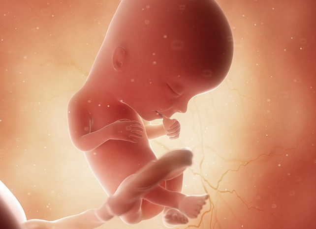 Что происходит на 13 неделе беременности от зачатия Что происходит на 13 неделе беременности от зачатия