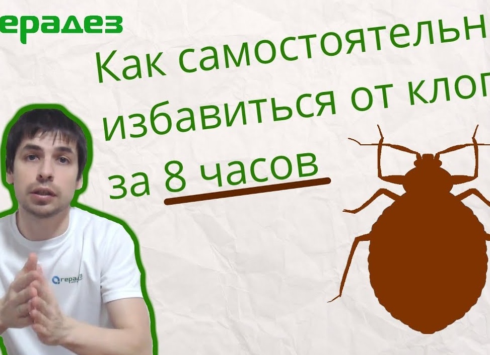 Как быстро избавиться от тараканов в квартире