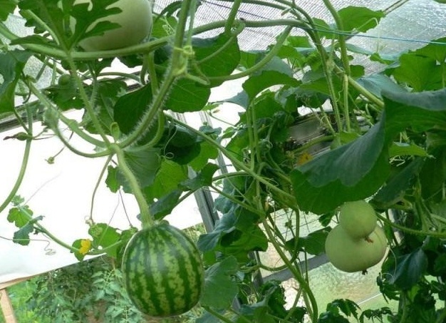 Как правильно выращивать арбузы в теплице из поликарбоната
