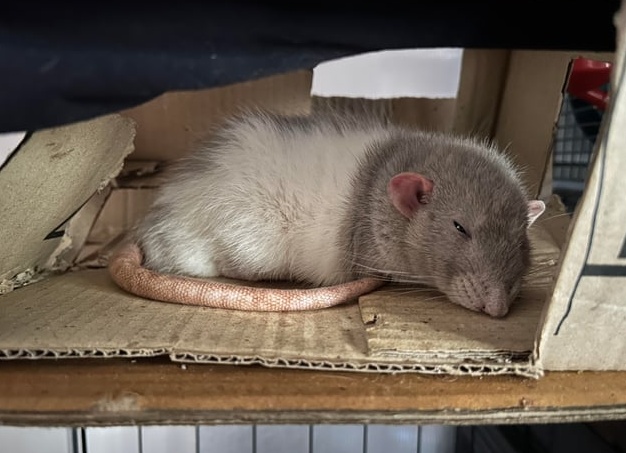 Основные сонники: к чему снится выпадение зубов Основные сонники: к чему снится выпадение зубов