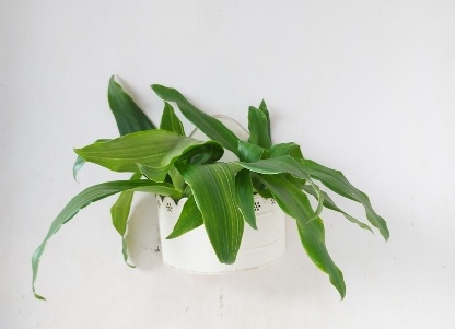 Лечебные свойства и применение золотого уса