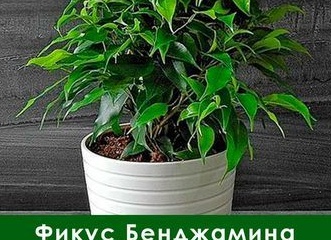 Фикус Бенджамина: особенности и правила ухода в домашних условиях Фикус Бенджамина: особенности и правила ухода в домашних условиях