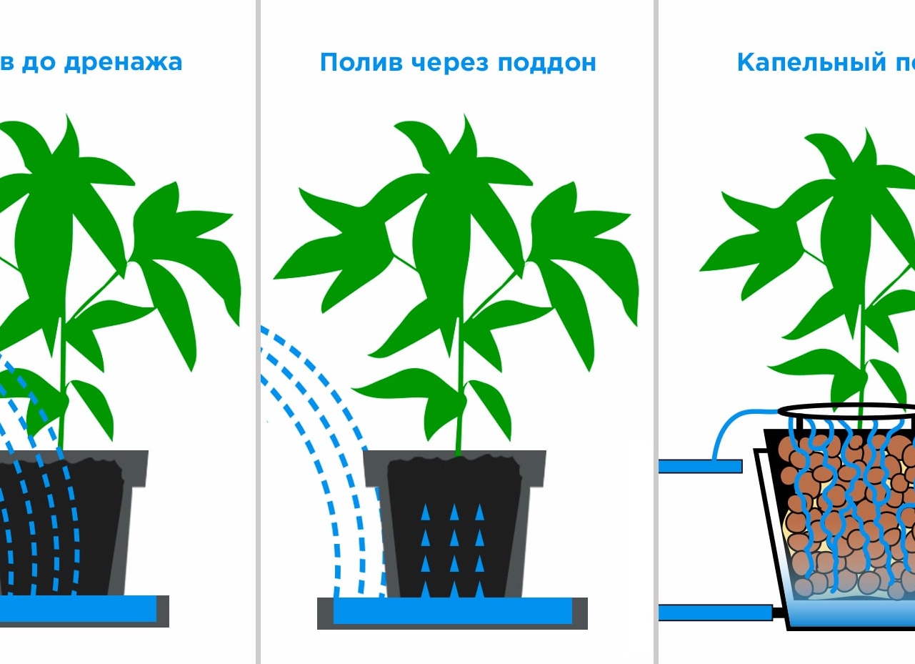 Насколько часто и каким образом поливать орхидею в домашних условиях