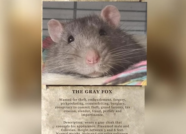 К чему увидеть крысу во сне — толкования сонников