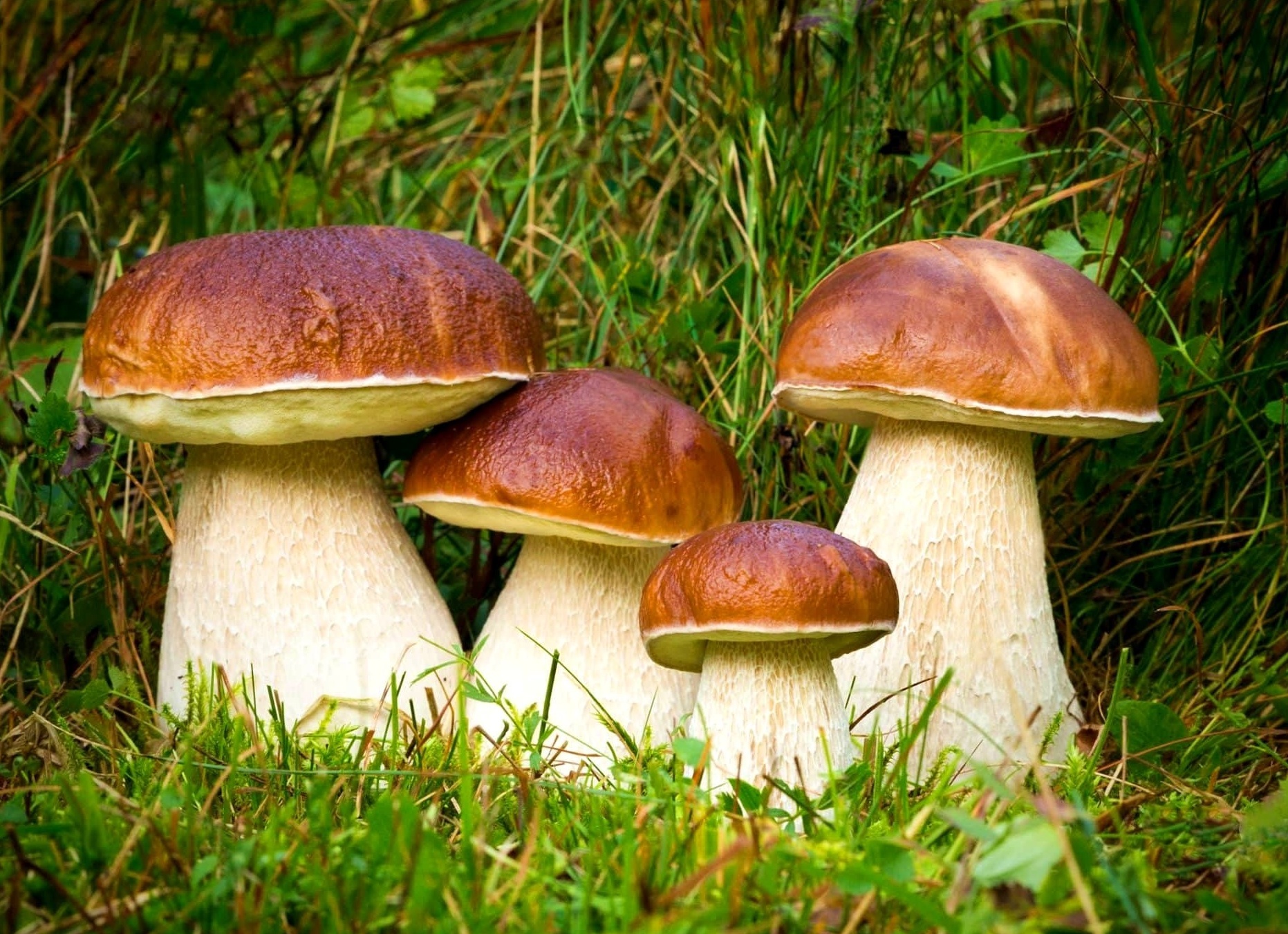 Сколько времени растут грибы после дождя, когда идти в лес на сбор