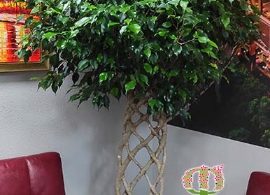 Особенности ухода за фикусом Бенджамина в домашних условиях