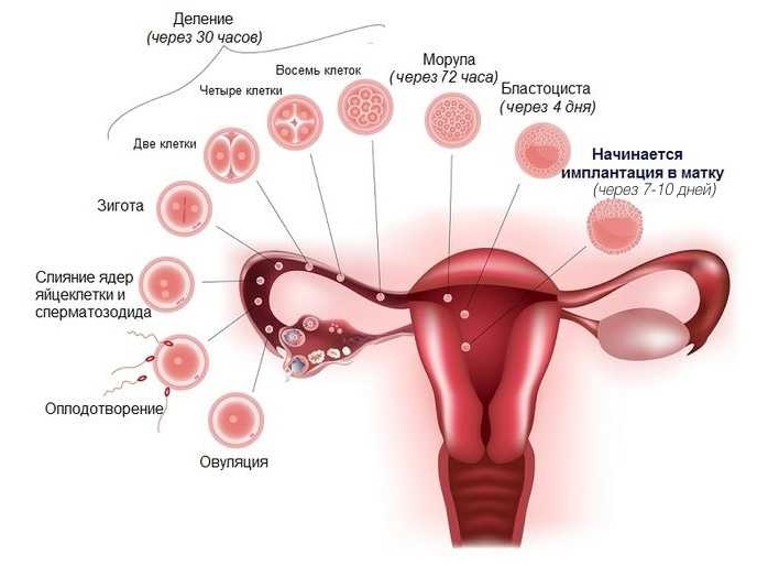 Какие симптомы проявляются в первые дни беременности Какие симптомы проявляются в первые дни беременности