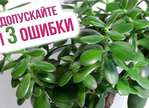 Уход за толстянкой в домашних условиях Уход за толстянкой в домашних условиях