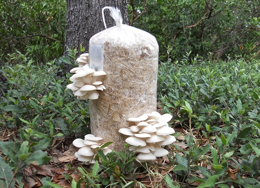 Как правильно выращивать вешенки в домашних условиях