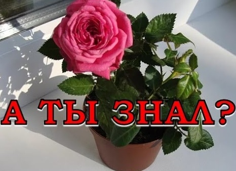 Как ухаживать за комнатной розой в горшке и срезанными цветами