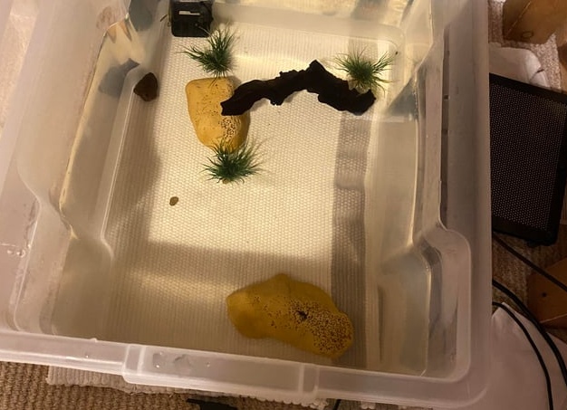 Такой разный кляр для рыбы: 8 простых рецептов