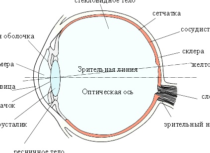 Схема строения и принцип работы глаза человека
