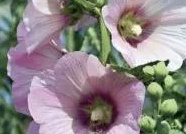 Алтей лекарственный: полезные свойства и особенности применения Алтей лекарственный: полезные свойства и особенности применения