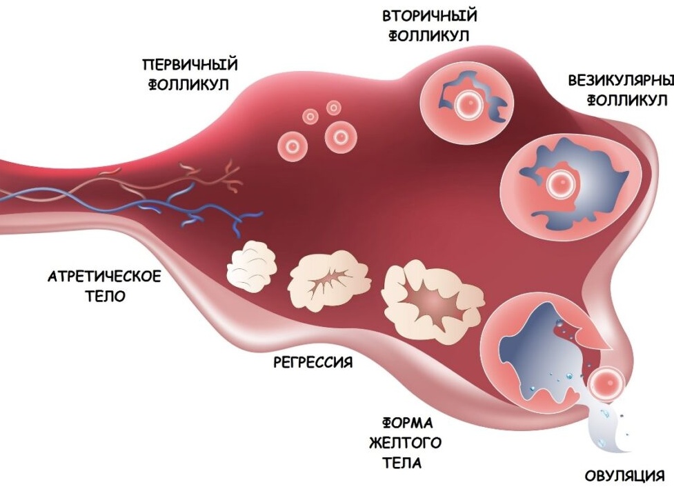 Можно ли забеременеть женщине в последний день месячных