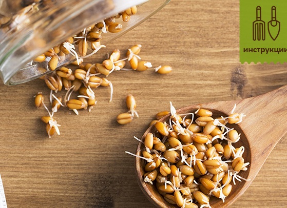 Как прорастить пшеницу и правильно употреблять ее в пищу