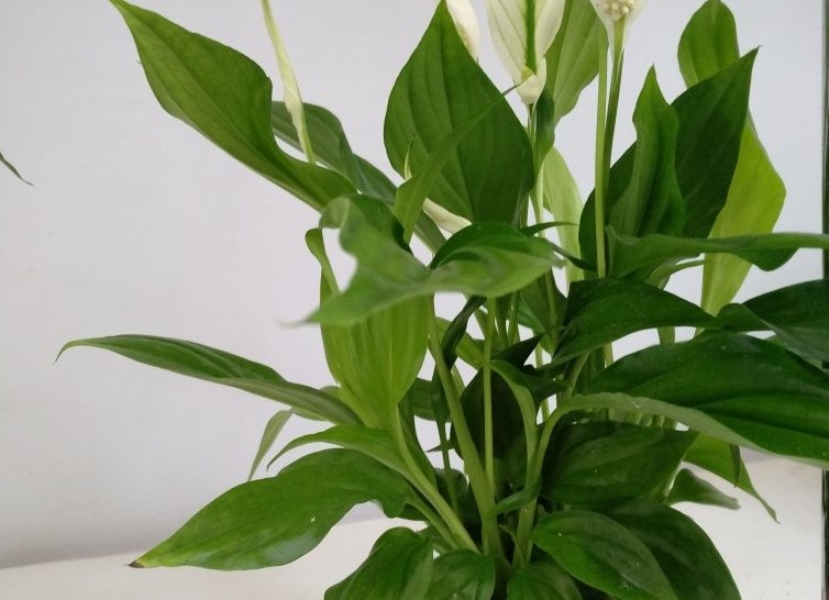 Цветок спатифиллум: виды, фото, уход в домашних условиях Цветок спатифиллум: виды, фото, уход в домашних условиях