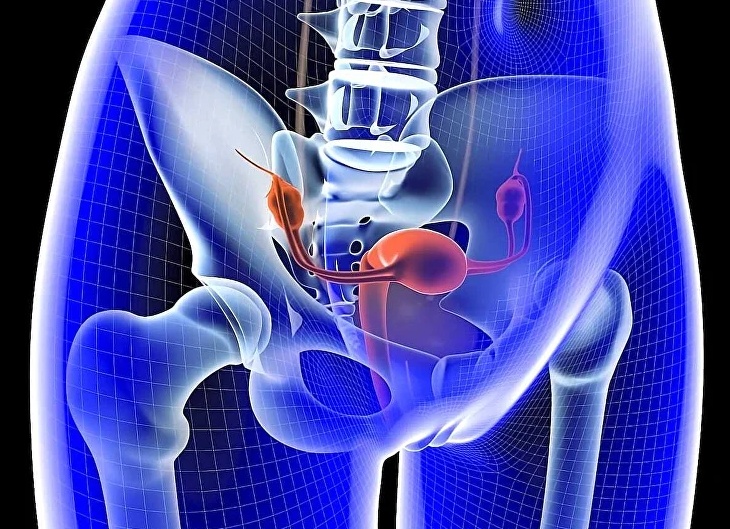 Что входит в органы малого таза у женщин — изучаем анатомию Что входит в органы малого таза у женщин — изучаем анатомию
