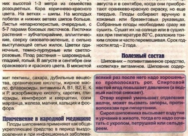 Лечебные свойства шиповника, рецепты, противопоказания к употреблению
