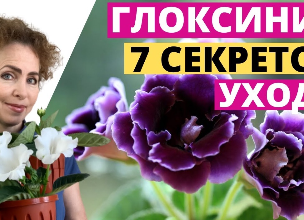 Правила ухода за глоксинией в домашних условиях Правила ухода за глоксинией в домашних условиях