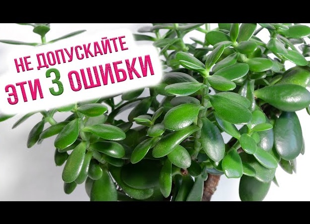 Как правильно ухаживать за денежным деревом Как правильно ухаживать за денежным деревом