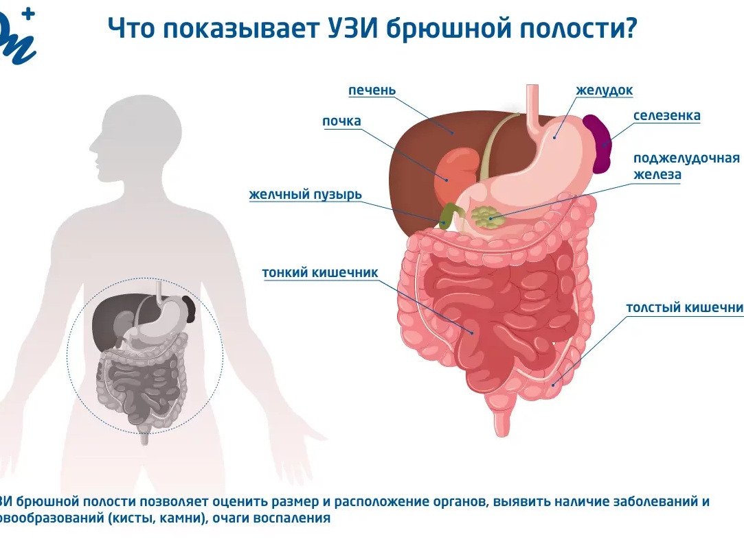 Что показывает УЗИ брюшной полости, как к нему подготовиться Что показывает УЗИ брюшной полости, как к нему подготовиться