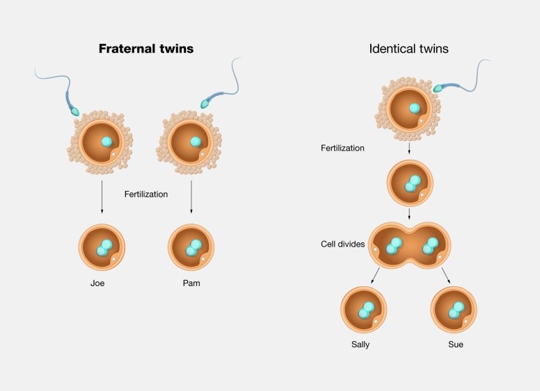Чем отличаются близнецы от двойняшек биологически и внешне