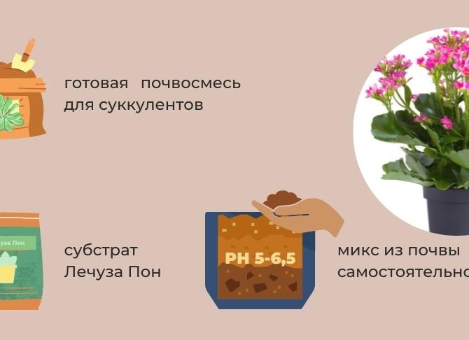 Как правильно ухаживать за каланхоэ в горошке