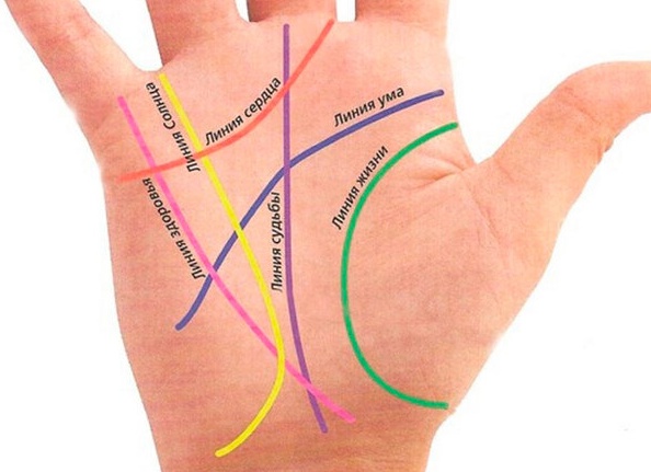 Где находится линия жизни на руке, как ее расшифровать
