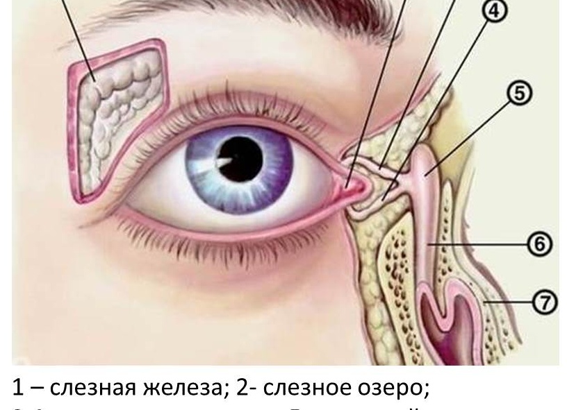 Слезятся глаза: причины, что делать в домашних условиях Слезятся глаза: причины, что делать в домашних условиях