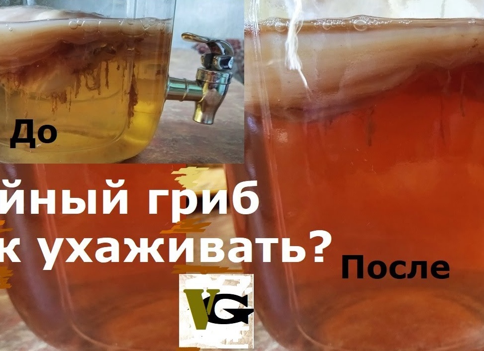 Чем полезен чайный гриб, как за ним ухаживать и употреблять