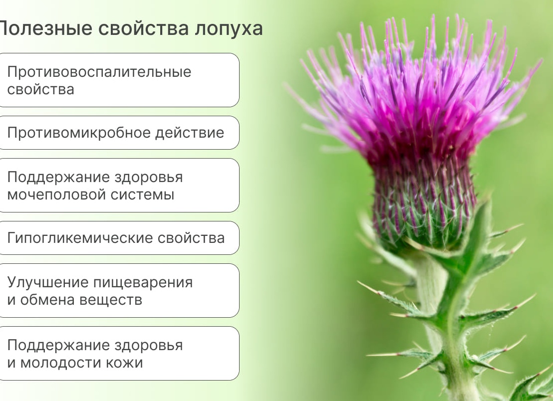 Лечебные свойства корня лопуха и использование в народной медицине