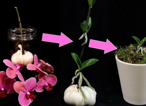 Все способы размножения орхидей в домашних условиях от а до я