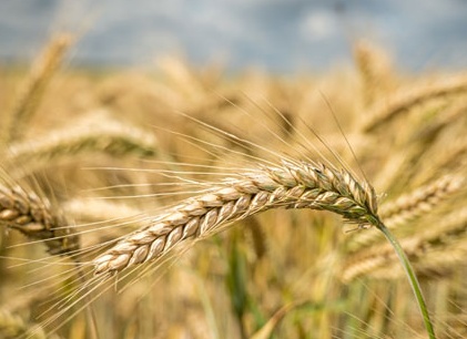 Из какого злака производят ячневую крупу: состав, калорийность и польза