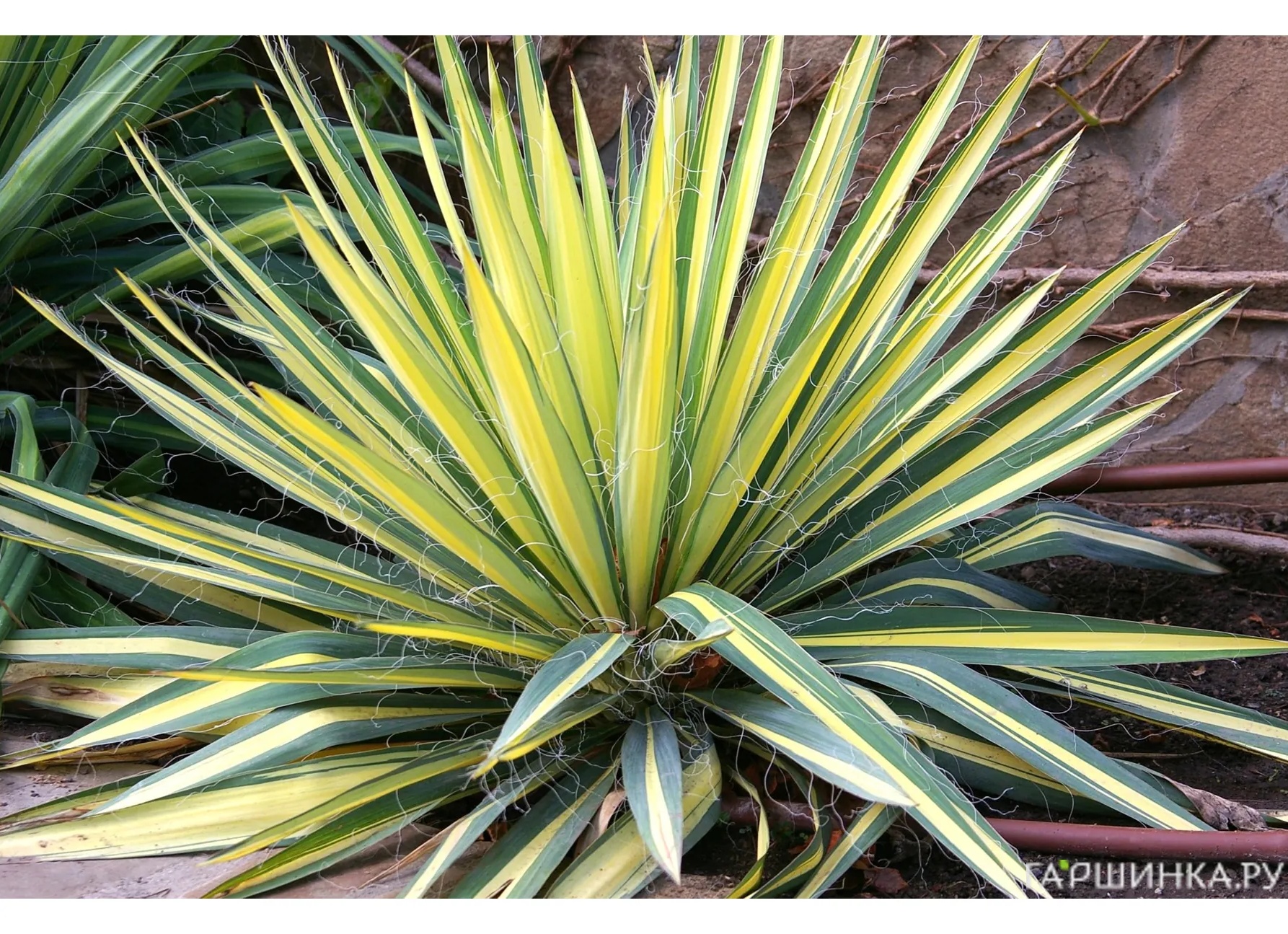 Организация грамотного ухода за юккой в домашних условиях Организация грамотного ухода за юккой в домашних условиях