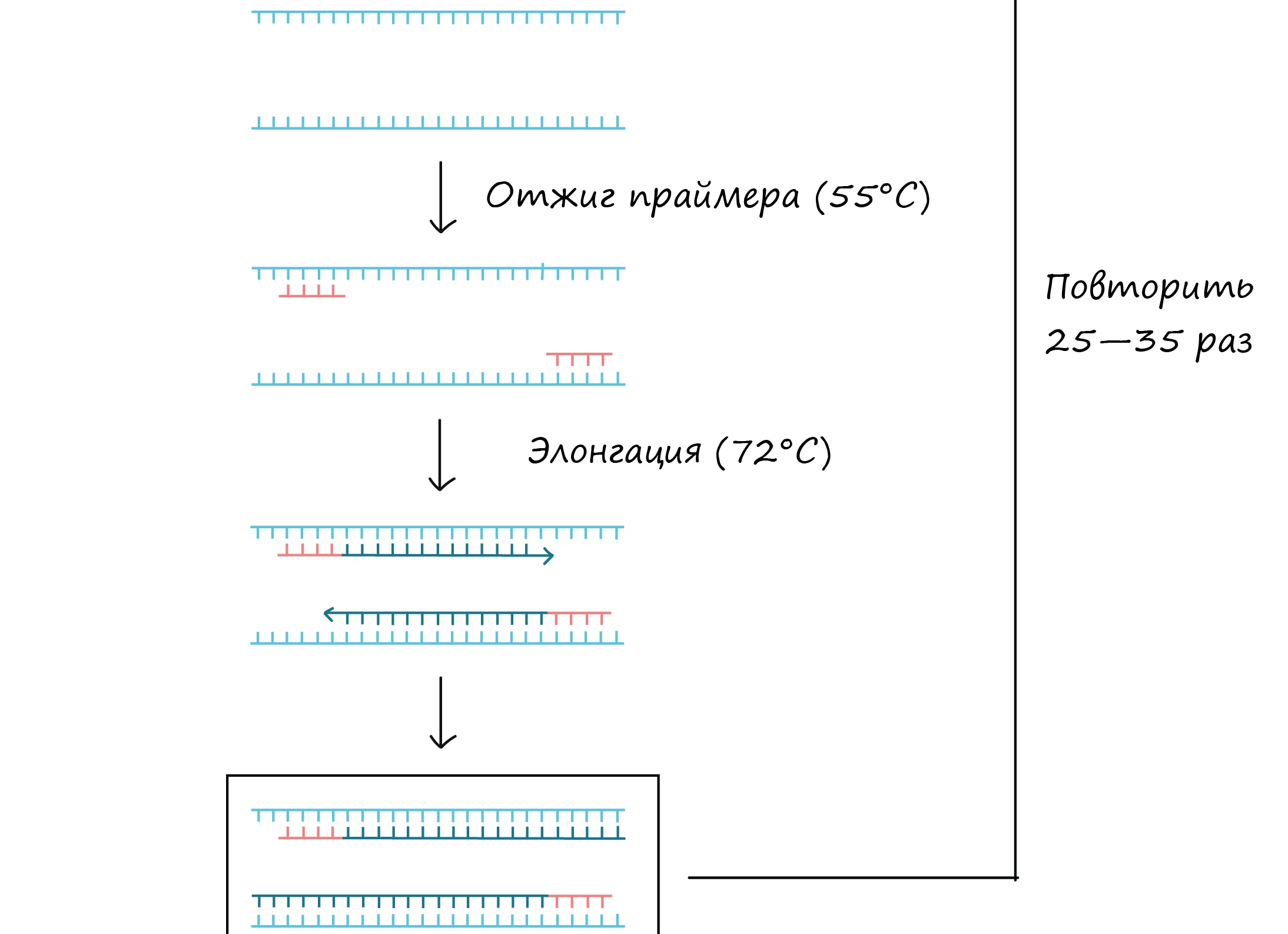 Полное описание метода полимеразной цепной реакции