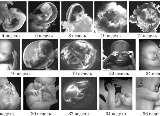 23 и 24 недели беременности: развитие плода, анализы, возможные проблемы