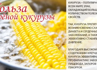Какая калорийность у вареной кукурузы в початках