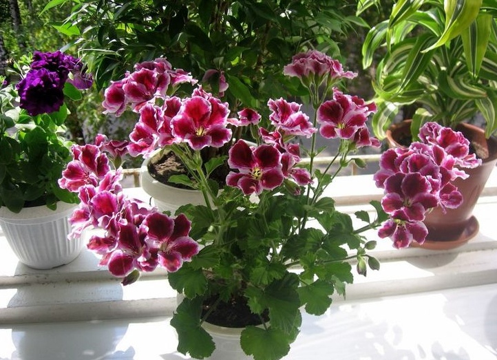 Пеларгония: уход, размножение и пересадка в домашних условиях