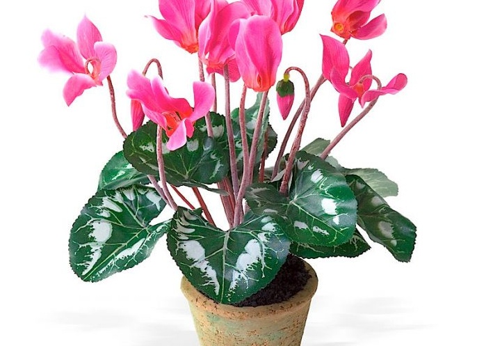 Как правильно ухаживать за цикламеном в домашних условиях Как правильно ухаживать за цикламеном в домашних условиях