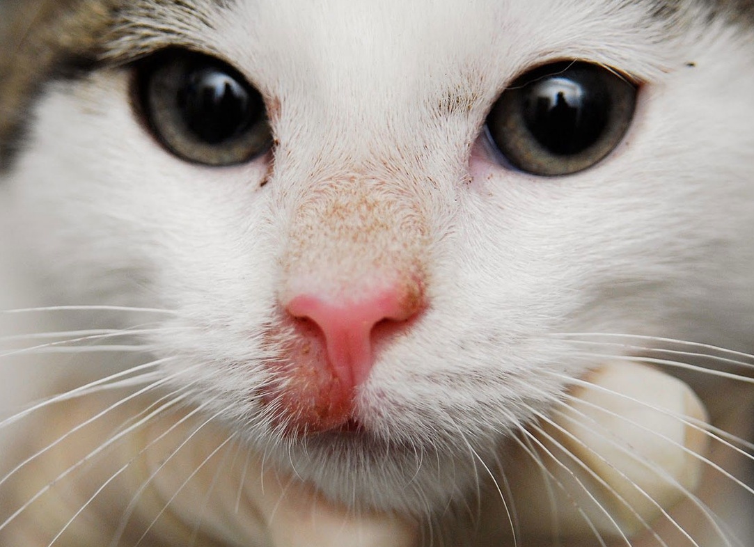 Симптомы лишая у кошек, чем лечить, степень опасности для человека Симптомы лишая у кошек, чем лечить, степень опасности для человека