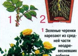 Как правильно ухаживать за комнатными розами Как правильно ухаживать за комнатными розами