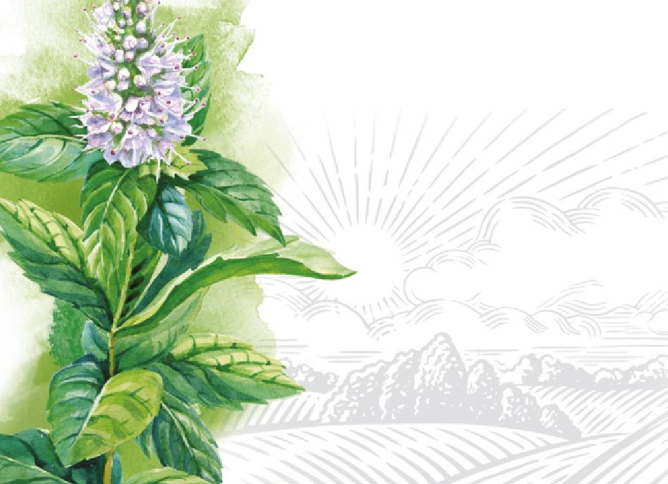 Лечебные свойства мяты перечной и противопоказания к применению Лечебные свойства мяты перечной и противопоказания к применению