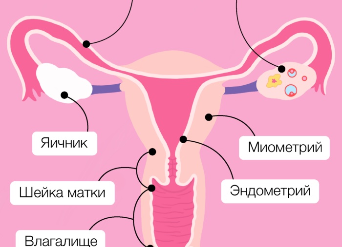Почему возникает внематочная беременность и на каком сроке лопается труба Почему возникает внематочная беременность и на каком сроке лопается труба