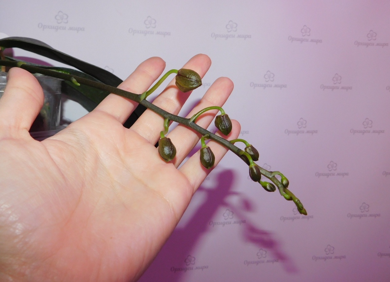 Почему не цветет орхидея: основные причины и пути решения Почему не цветет орхидея: основные причины и пути решения