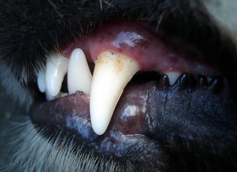 Симптомы, лечение и профилактика стоматита у детей