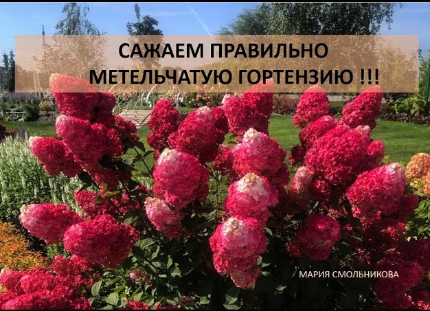 Как правильно посадить и вырастить гортензию