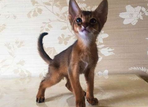 Как назвать кота: подбираем кличку и учим отзываться Как назвать кота: подбираем кличку и учим отзываться