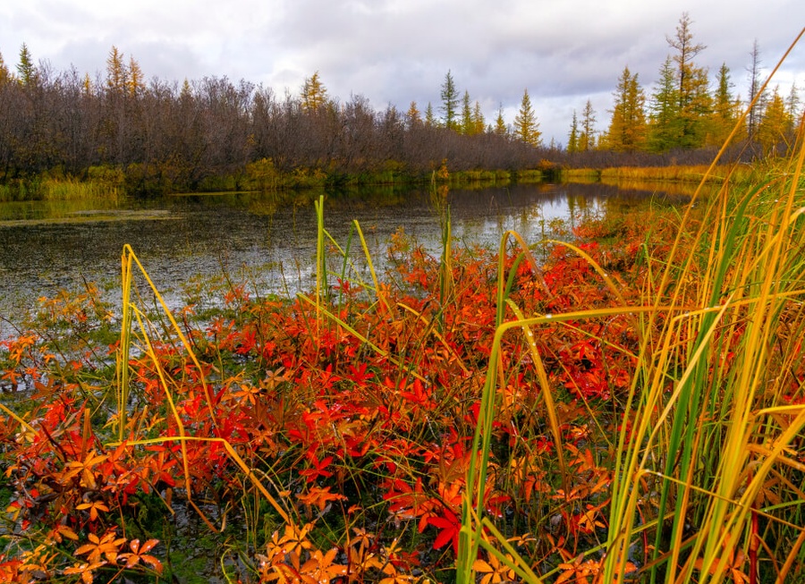 Лечебные свойства и противопоказания сабельника лечебного Лечебные свойства и противопоказания сабельника лечебного